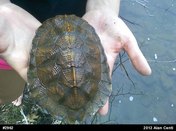 Wood Turtle