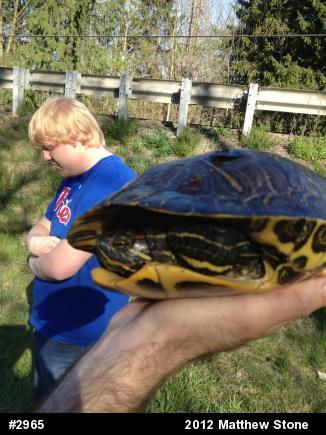 Red-eared Slider