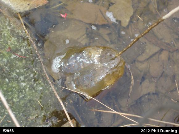 Jefferson Salamander