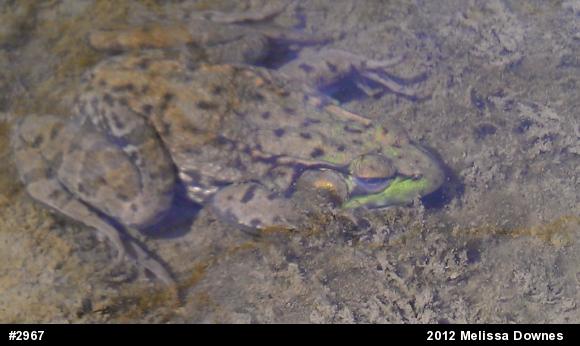Green Frog
