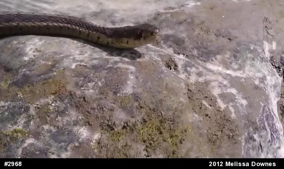 Eastern Gartersnake