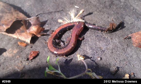 Eastern Red-backed  Salamander