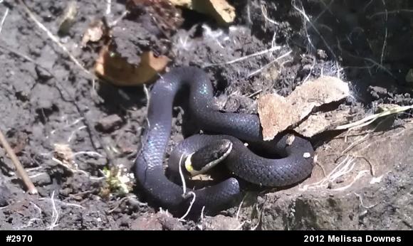 Northern Ring-necked Snake