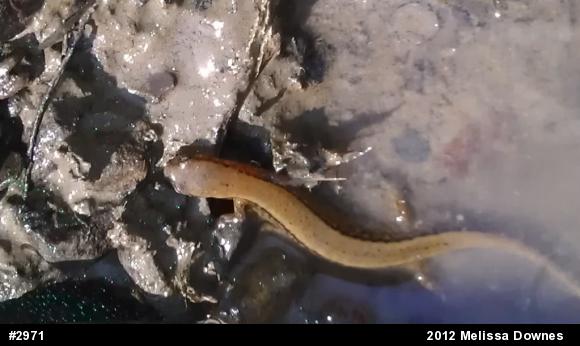 Northern Two-lined Salamander