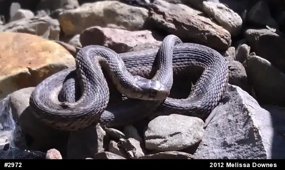 Eastern Gartersnake