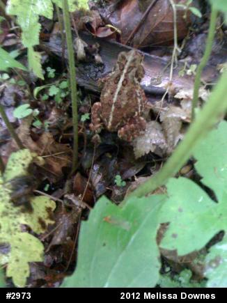 Eastern American Toad