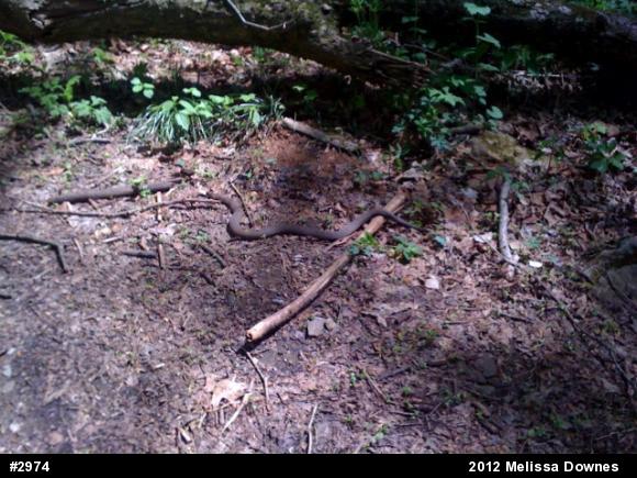 Northern Watersnake