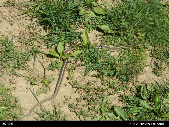 Eastern Gartersnake