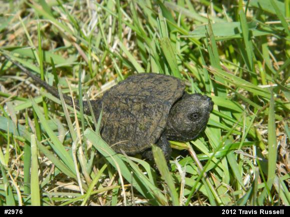 Snapping Turtle