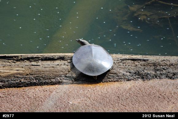 Eastern Spiny Softshell