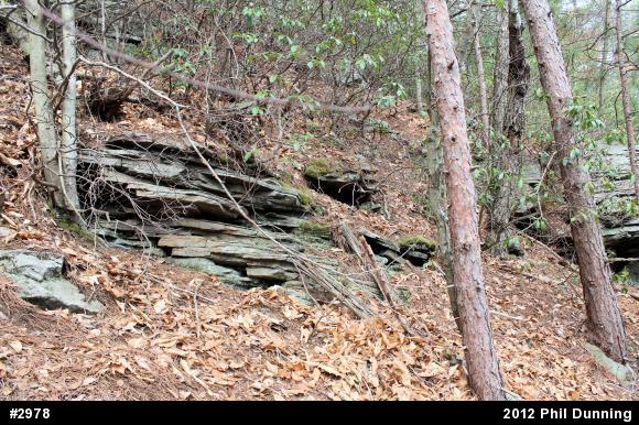 Timber Rattlesnake