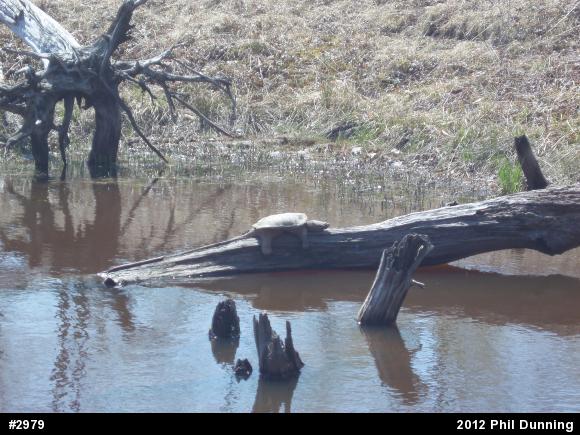 Snapping Turtle
