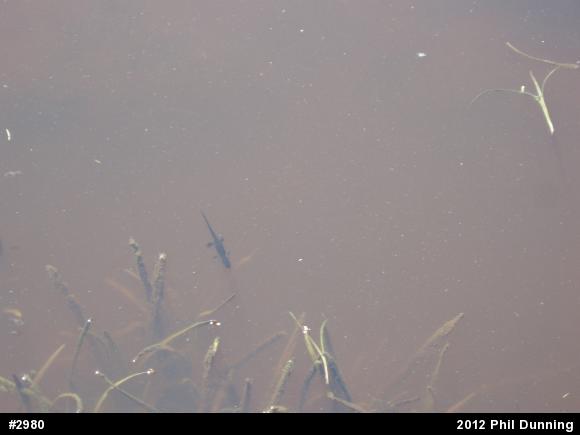 Red-spotted Newt
