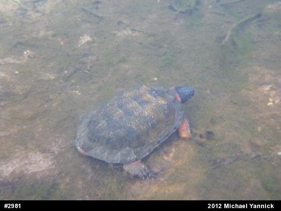 Wood Turtle