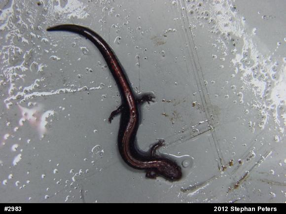 Eastern Red-backed  Salamander