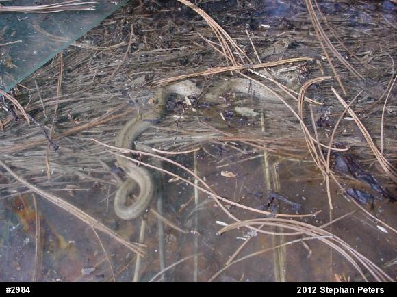 Dekay's Brownsnake