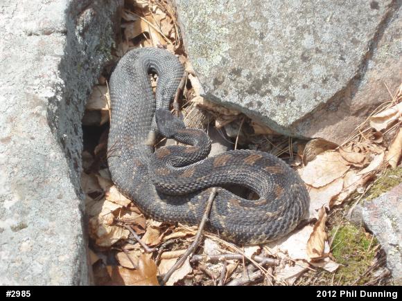 Timber Rattlesnake