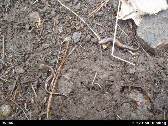 Allegheny Mountain Dusky Salamander