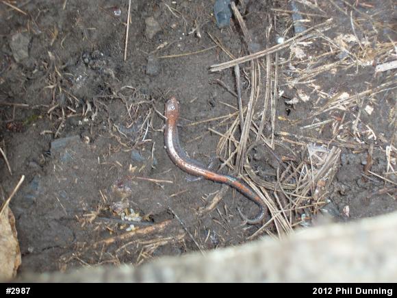 Eastern Red-backed  Salamander