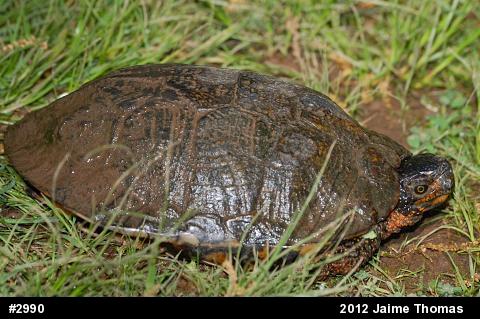 Wood Turtle