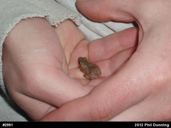Spring Peeper
