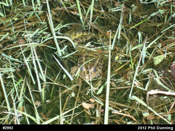 Pickerel Frog