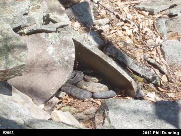 Timber Rattlesnake