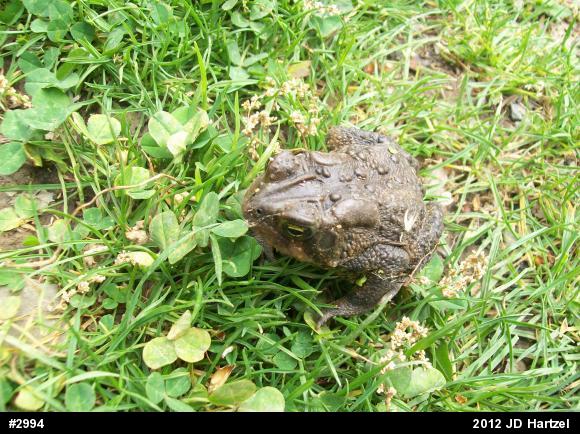 Eastern American Toad