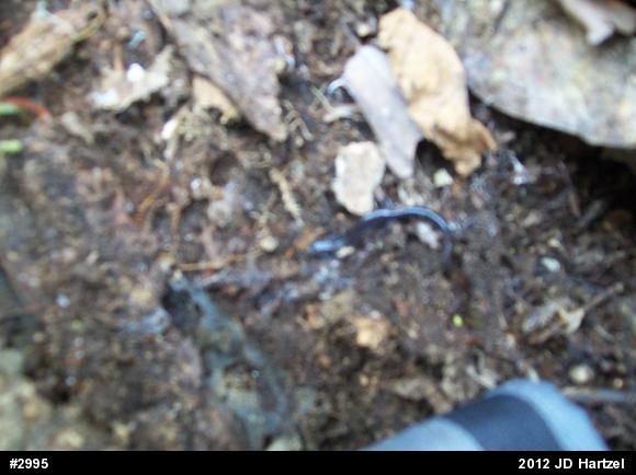 Eastern Red-backed  Salamander