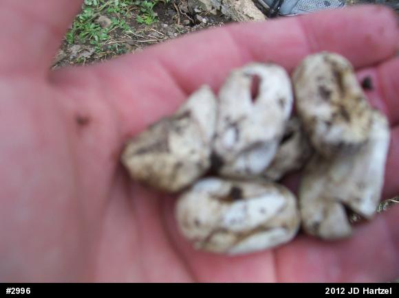 Eastern Milksnake