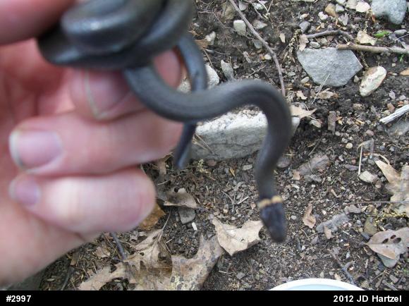 Northern Ring-necked Snake