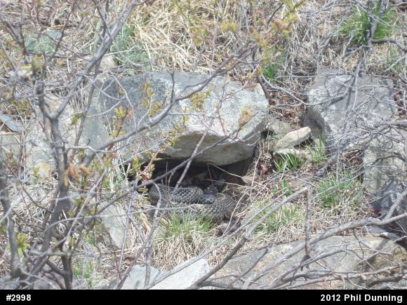 Timber Rattlesnake