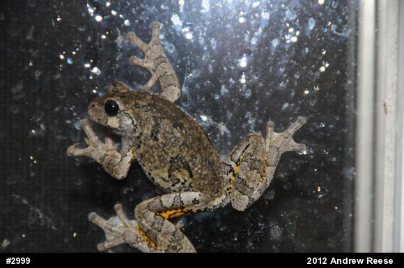 Gray Treefrog