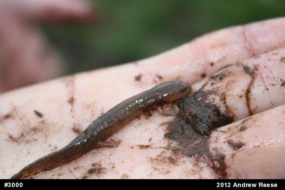 Northern Red Salamander
