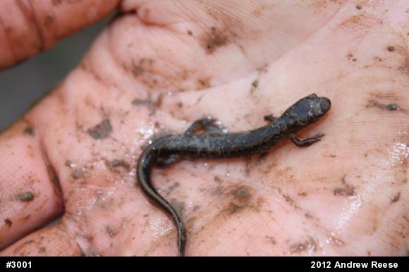 Northern Two-lined Salamander