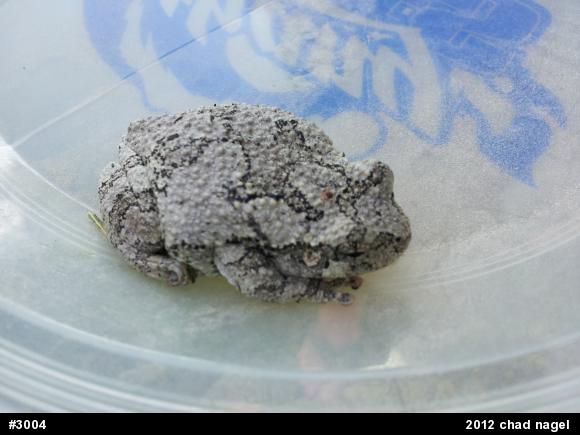 Gray Treefrog