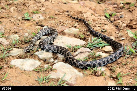 Eastern Milksnake