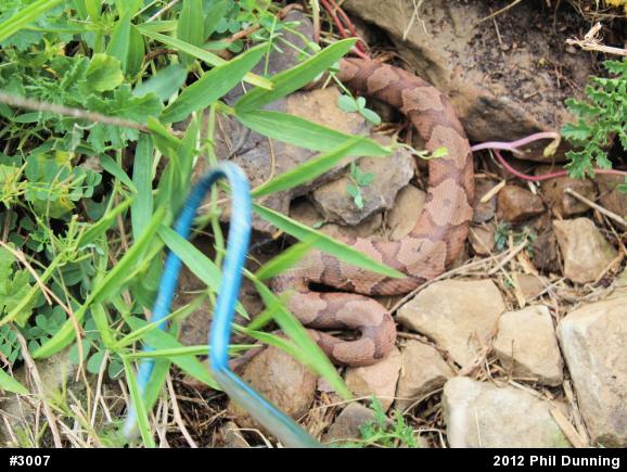 Northern Copperhead