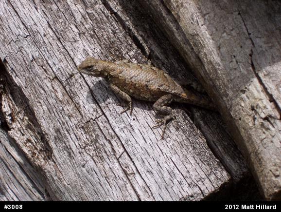 Eastern Fence Lizard