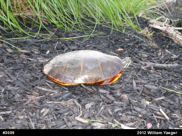 Eastern Painted Turtle