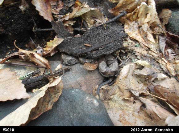 Northern Copperhead