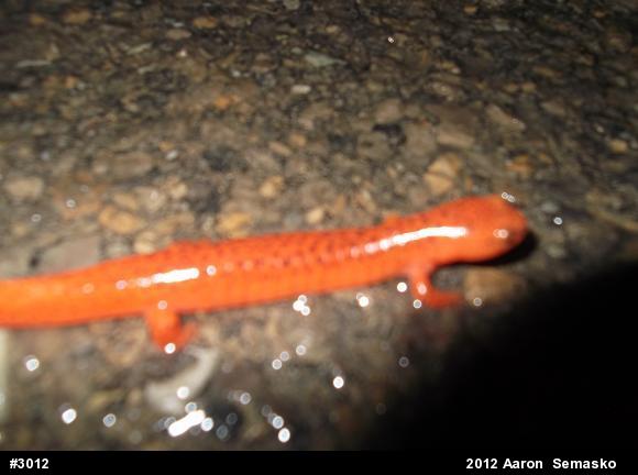 Northern Red Salamander