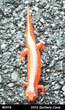 Northern Red Salamander