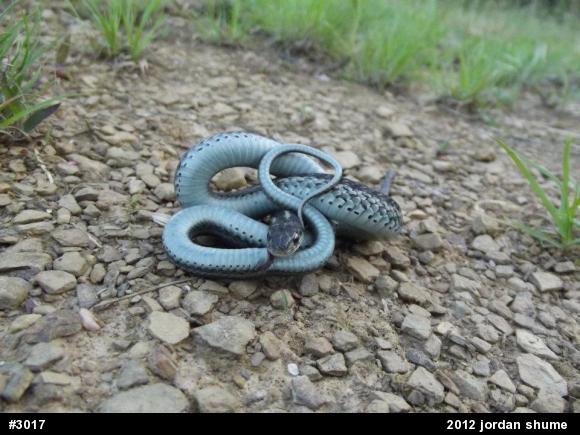 Eastern Gartersnake