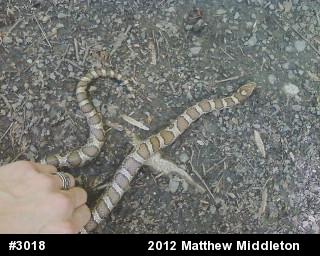 Eastern Milksnake