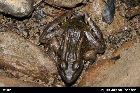 Pickerel Frog