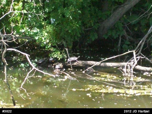 Eastern Painted Turtle