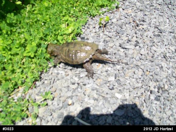 Snapping Turtle