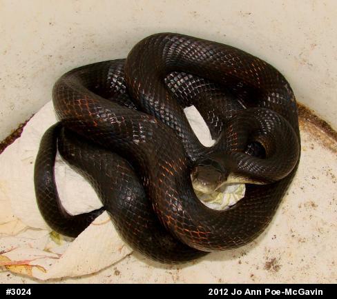 Eastern Ratsnake