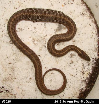 Eastern Gartersnake